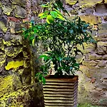 Veneziana Boutique Superior 3*